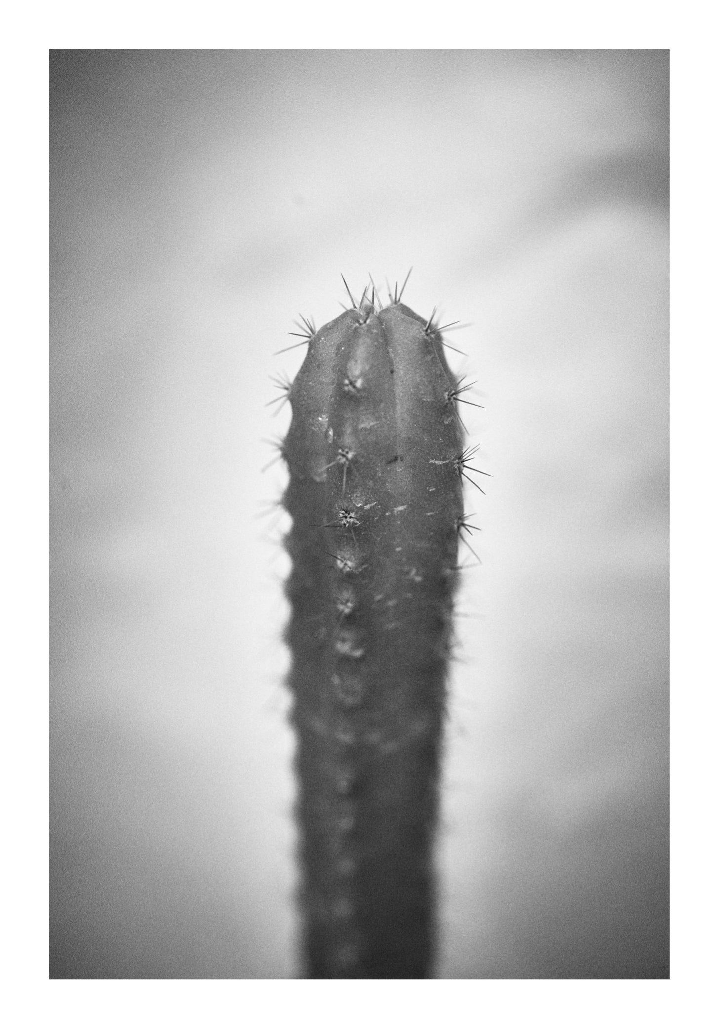 Tender Stillness by Khushboo Jain