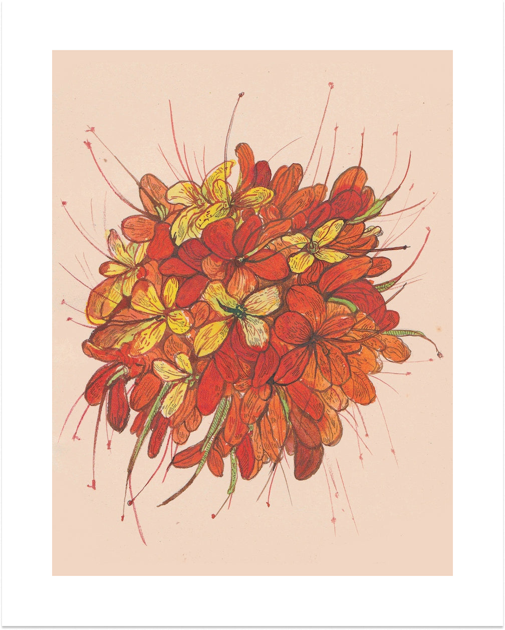 Saraca Asoca (Ashoka Flower) by Neeti Banerji