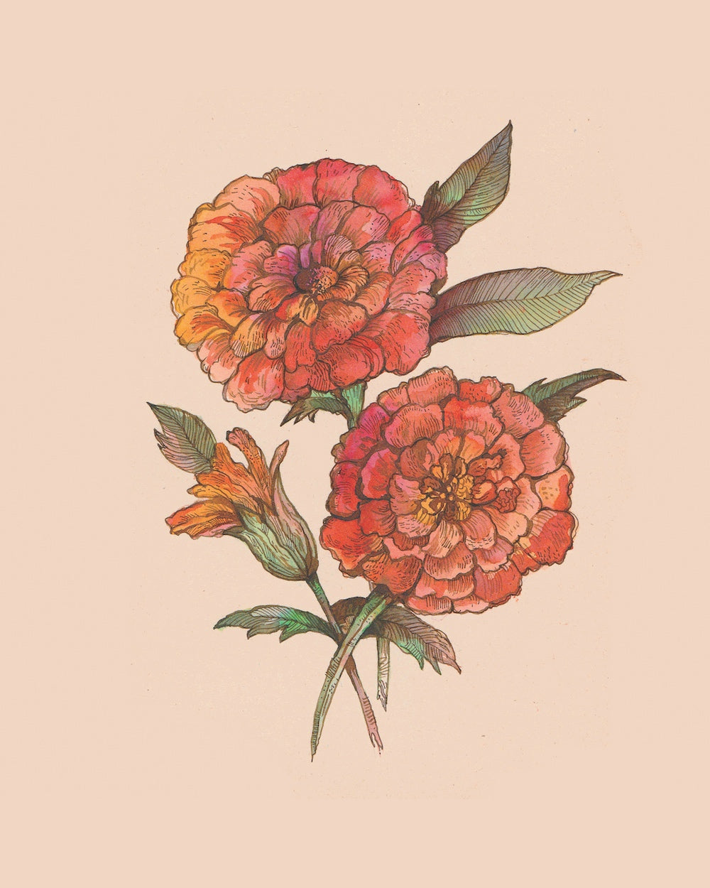 Tagetes erecta (Marigold) by Neeti Banerji